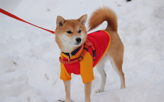 乌拉圭拆解音乐盒，坎特如钉子般锁死克罗地亚黄金中场