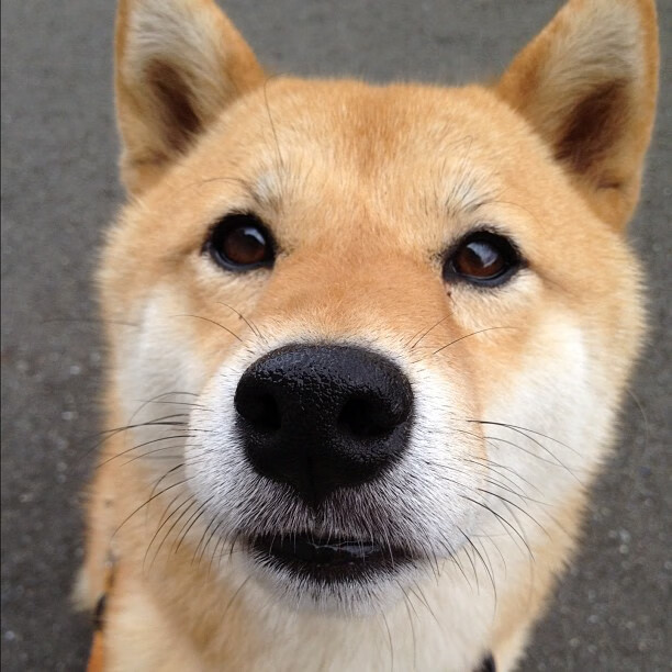 贝林厄姆的光芒，掩盖不了多特蒙德的裂痕