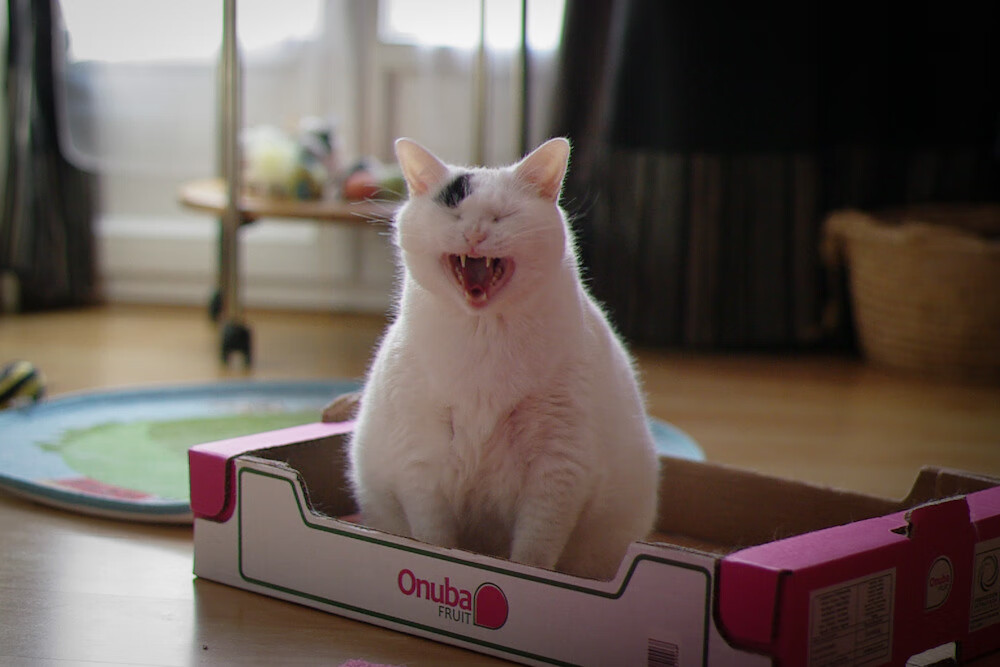 引擎轰鸣与新奥尔良的飞翔，一场关于压制的跨维度对话