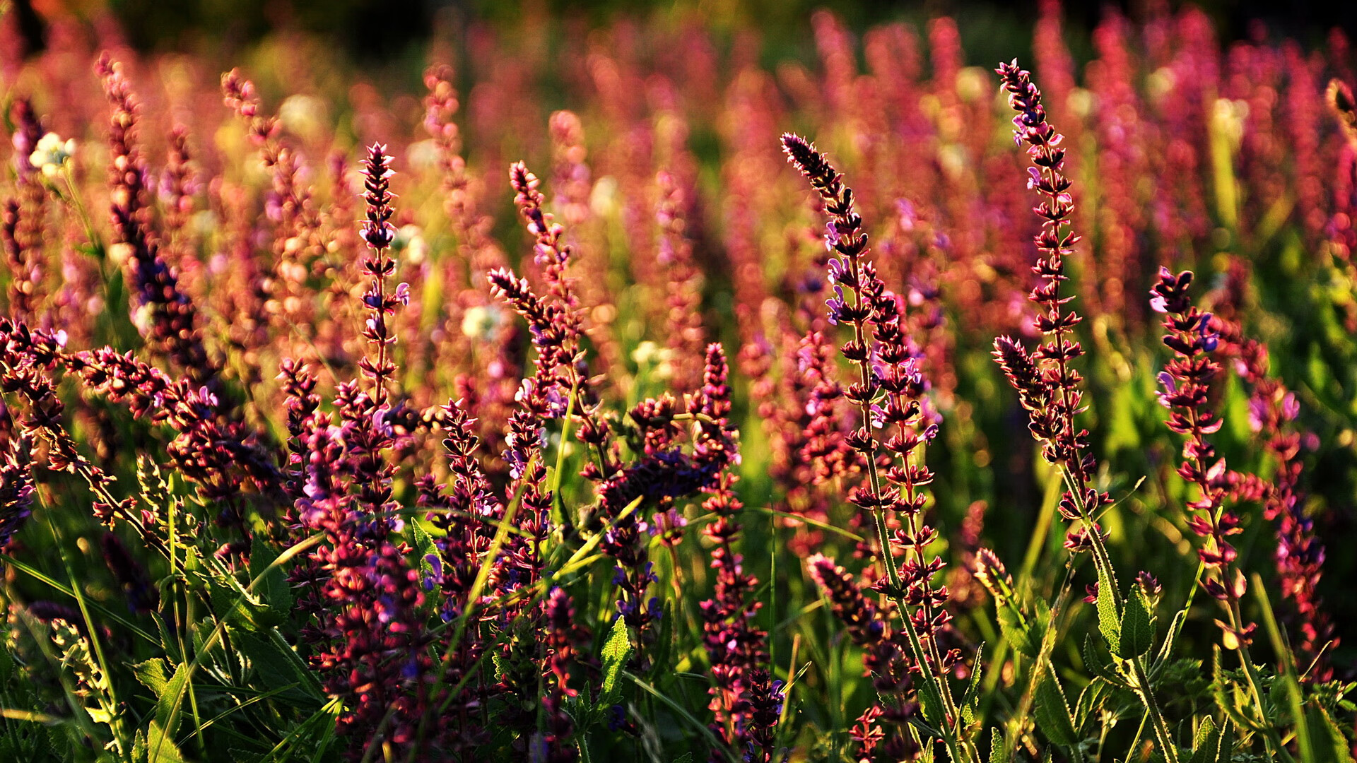 唯一射穿神话的箭,阿尔瓦雷斯爆发,马里节奏掌控希腊