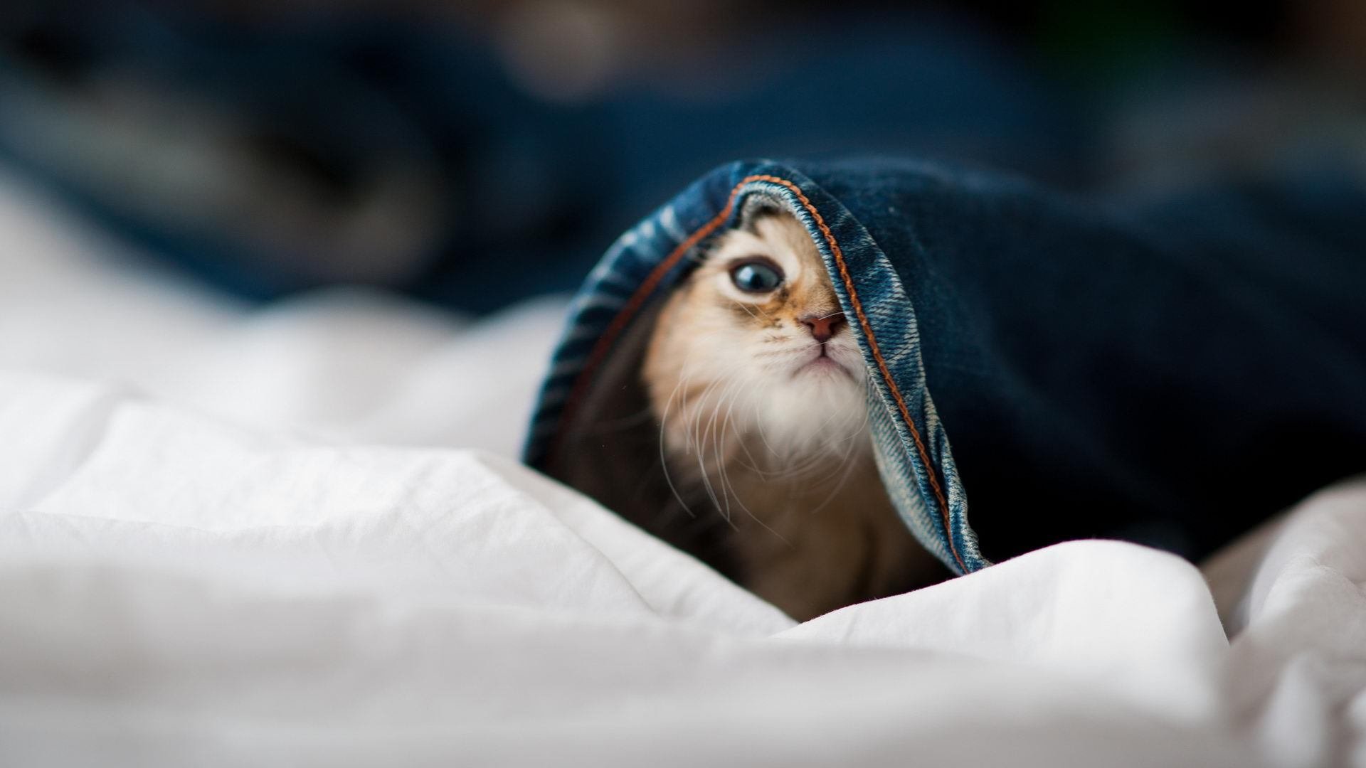 冰与火的较量，巴雷拉持续撕裂防线，丹麦冷静一击刺穿米兰心脏