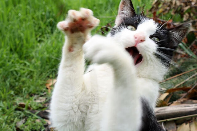 黑金双翼振翅夜，无名英雄克瓦拉茨赫利亚导演南美惊天逆转