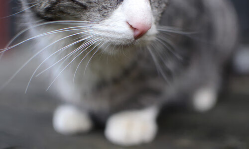 跨界之夜—当三笘薰的足球灵魂点燃NBA季后赛的战场