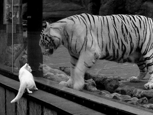 绿茵场与地板的交响，胜利的两种写法