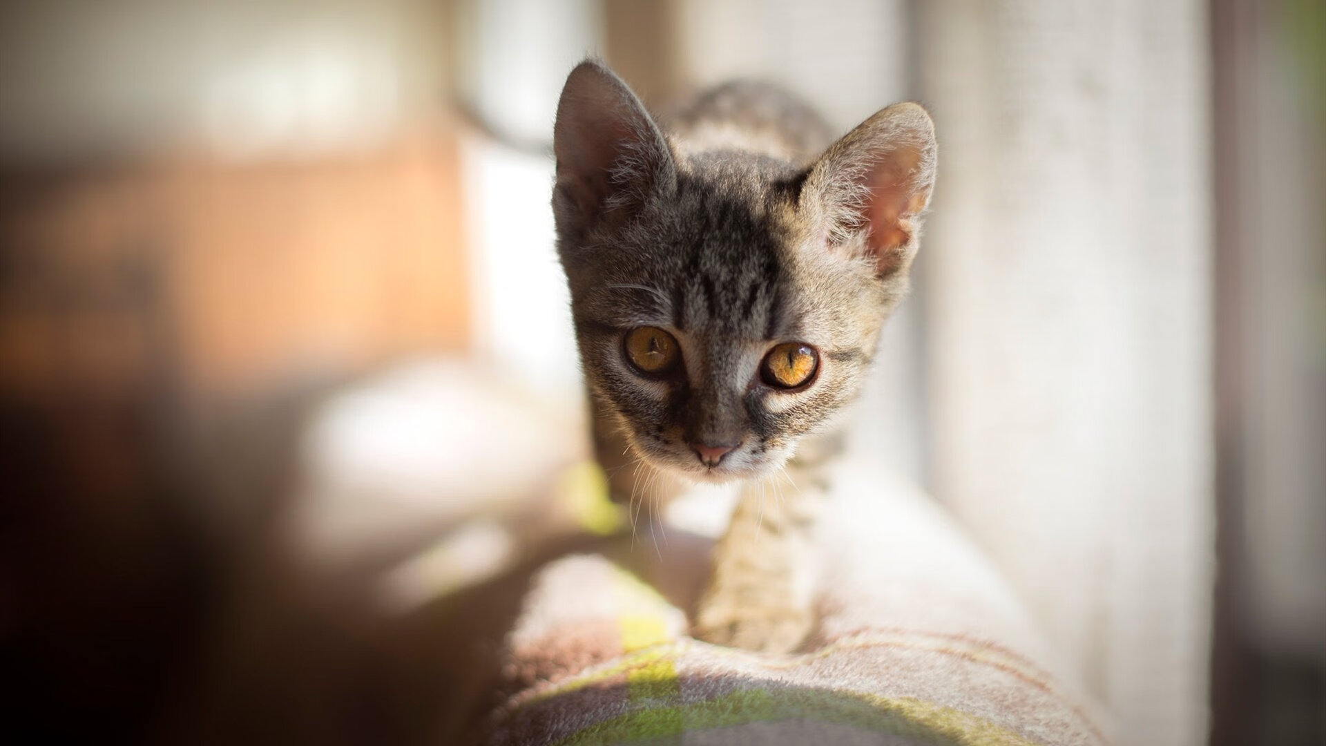 沙海孤舟，日本虎贲决胜摩洛哥，归化密钥布雷默的封神之夜