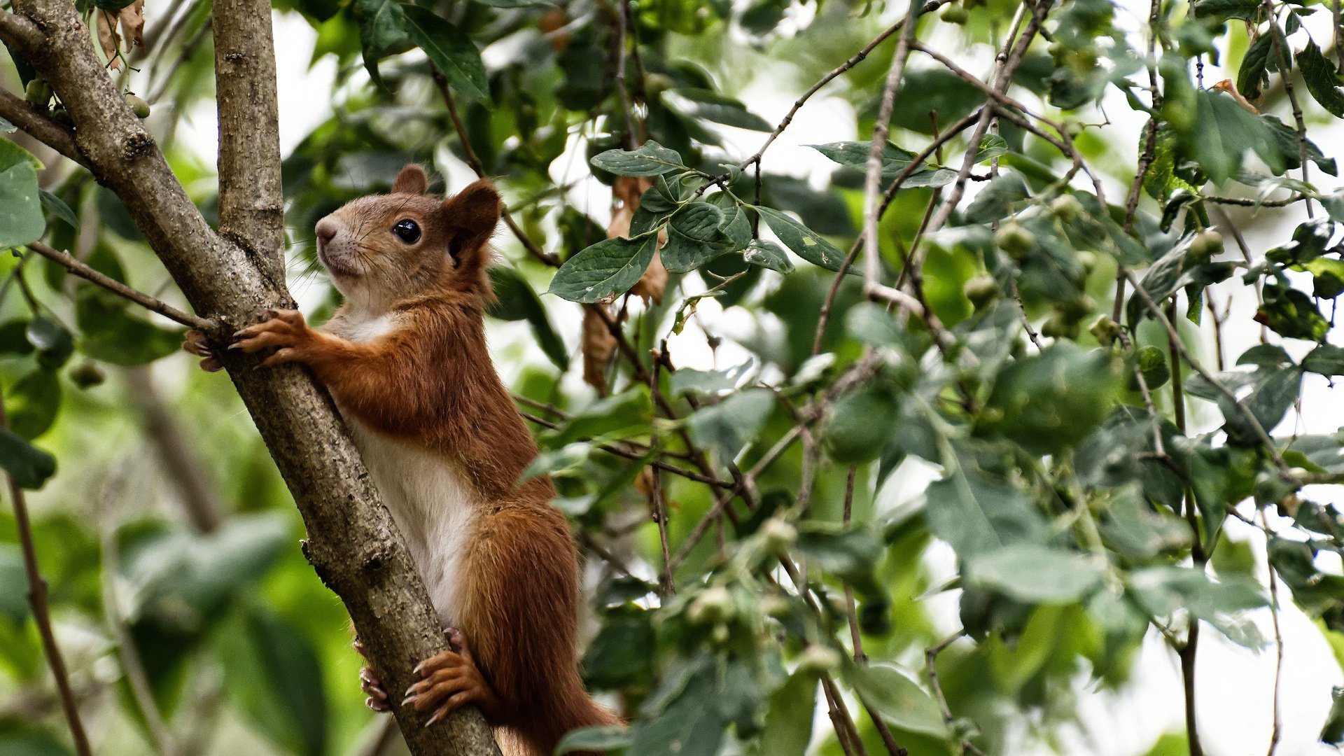 跨越太平洋的逆袭,纽约激战中,北京队如何带走热火,锡安如何从暴力扣将蜕变为关键先生
