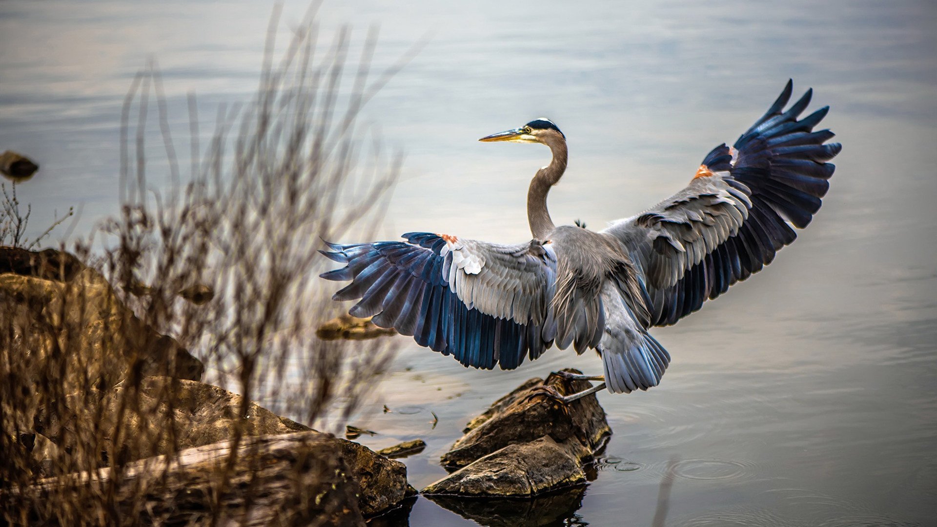 跨界王者,灰熊的篮球统治与狐狸城的足球奇迹—争冠时刻的双重奏