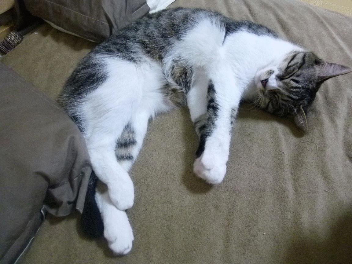 战术跨界启示录,NBA季后赛中的塞维利亚式防守如何压制洪都拉斯风暴