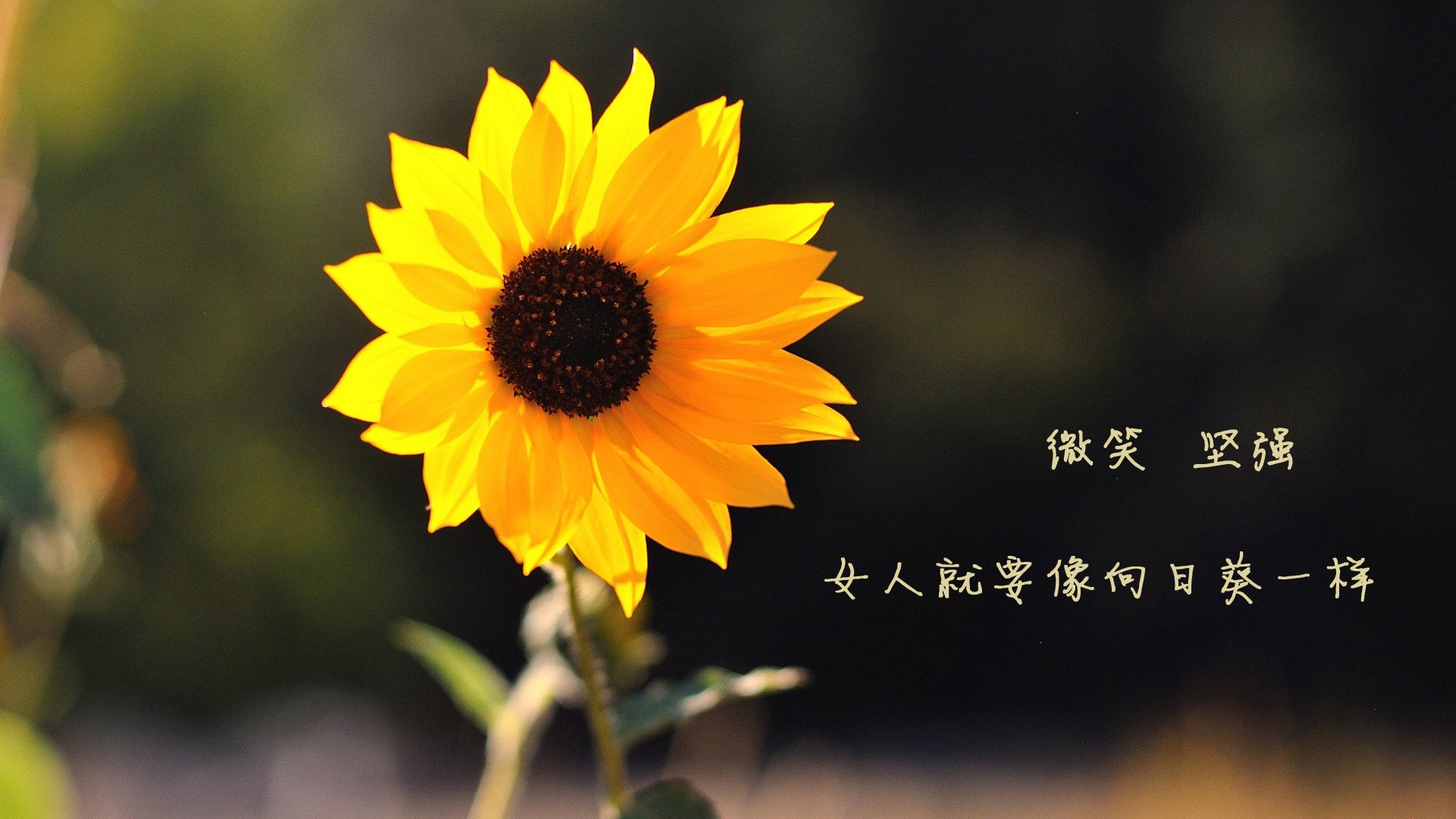 爱游戏官方-拉什福德的沉默，2026年世界杯B组，喀麦隆与伊朗之战唯一的地鸣
